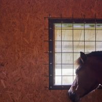 くつろぐ馬たち