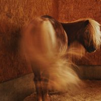 くつろぐ馬たち